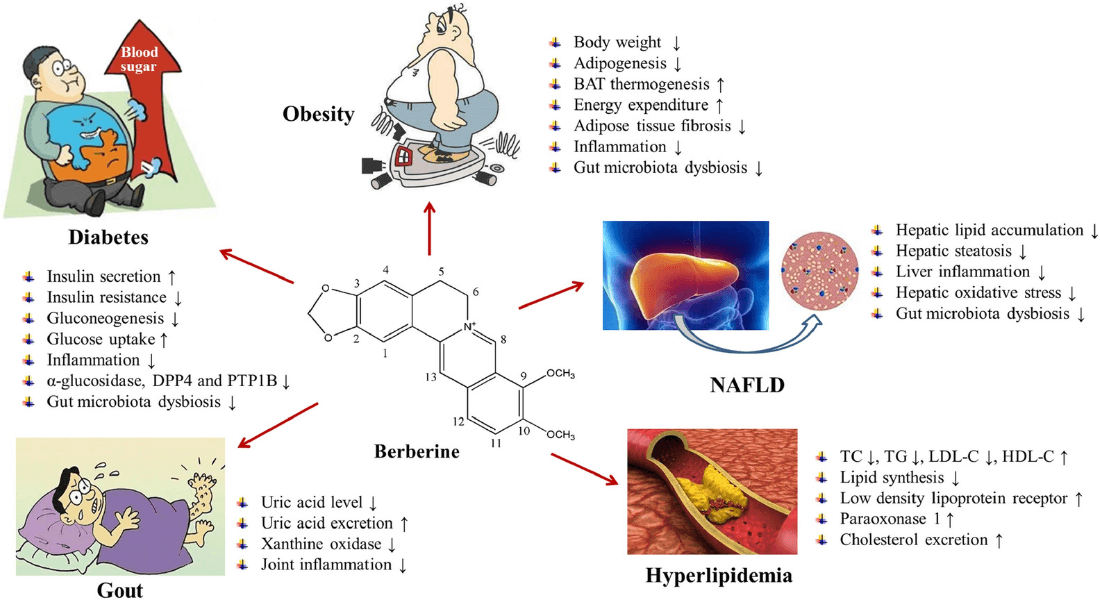 Metabolic Diseases Berberine has good biological effects against (Science Direct) 