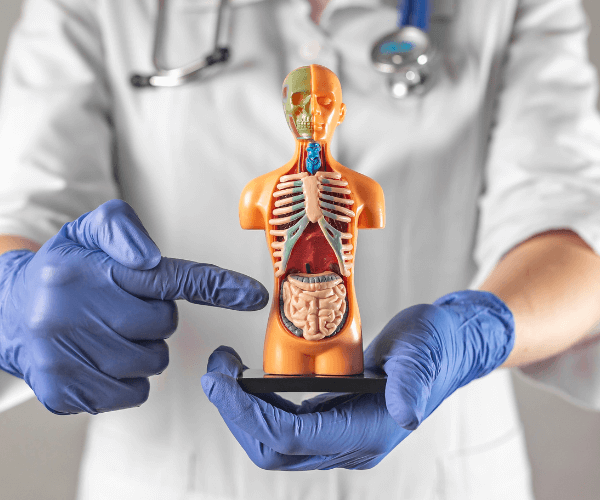 Doctor pointing at Intestine of Human Model