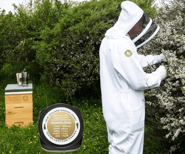 Manuka Doctor Beekeeper Harvesting Honey on Manuka Tree