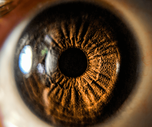 Close-up of Eye Retina