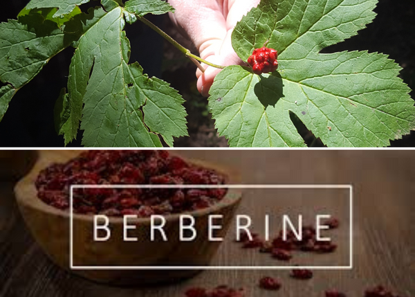 Why Experts Recommend Berberine for Blood Sugar Regulation